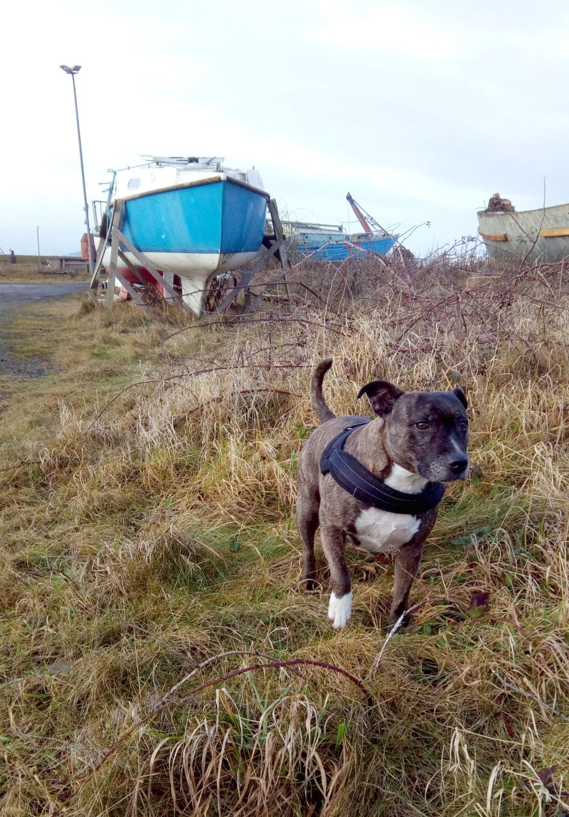 The harbour and the community